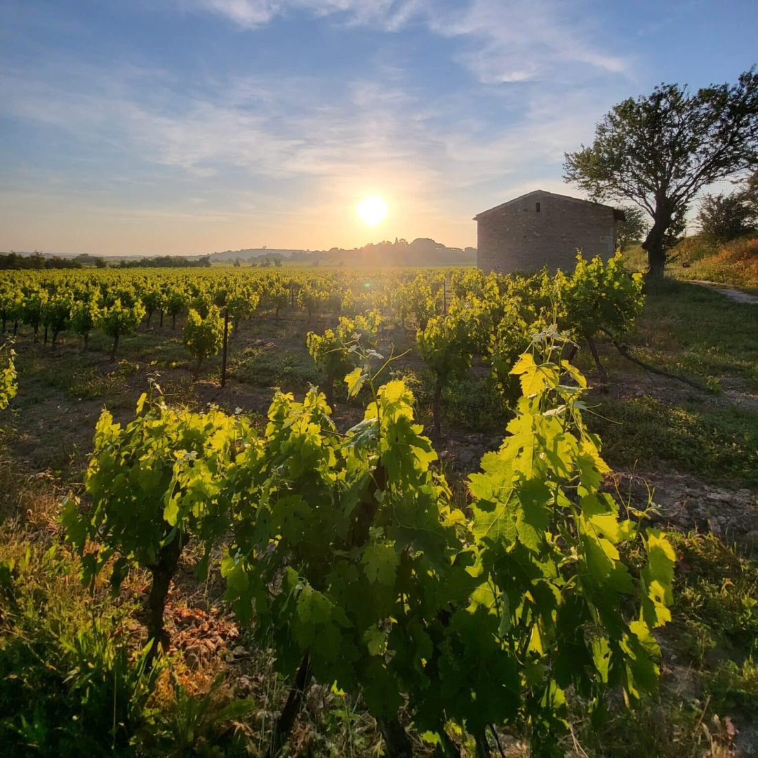 Coucher de soleil vigne