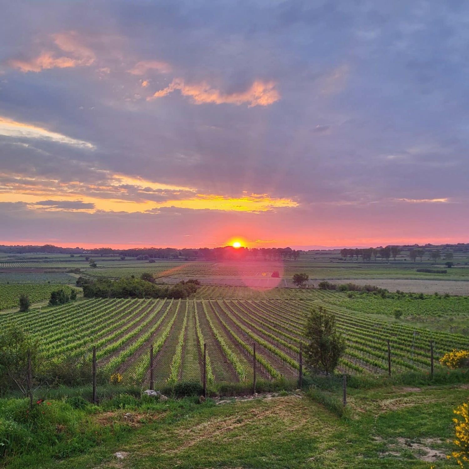 Coucher de soleil vue vigne