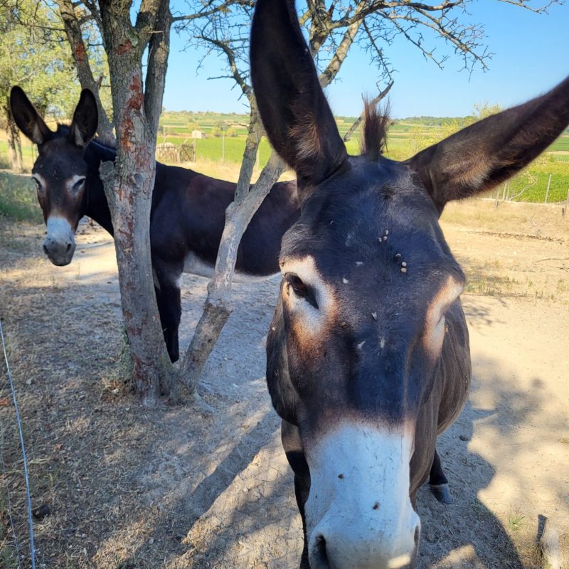 Animaux de la ferme, ane